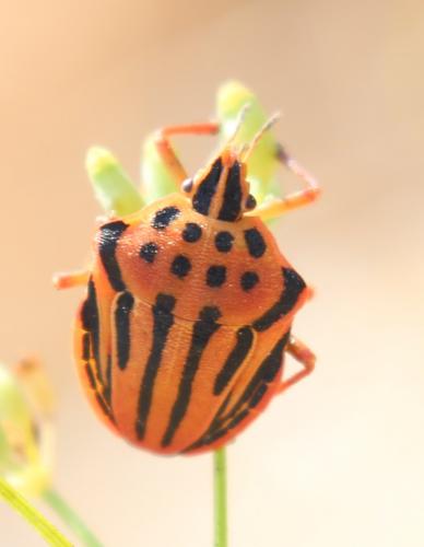 Réf. 191 528 : Graphosoma semipunctatum