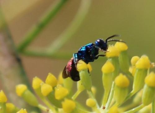 Elampini