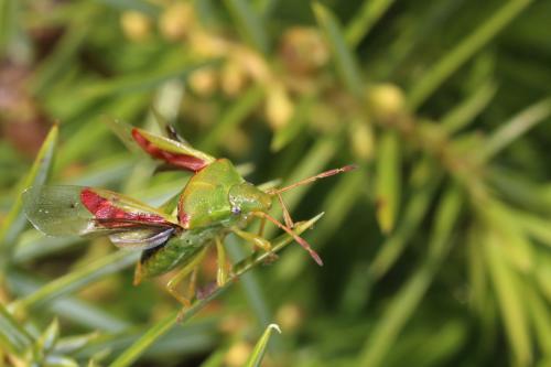 Réf. 191 227 : Cyphostethus tristriatus