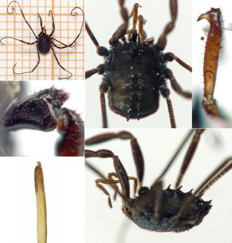 Histricostoma dentipalpe