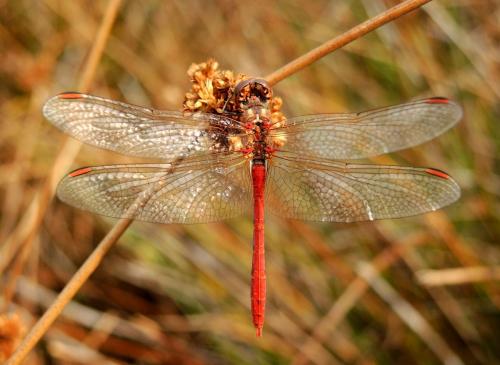 Sympetrum meridionale