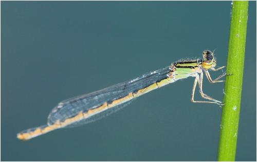 Enallagma cyathigerum