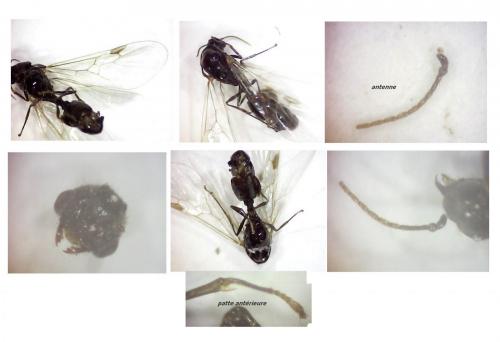 Solenopsis sp.