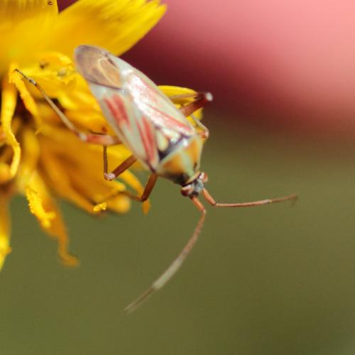 Calocoris roseomaculatus