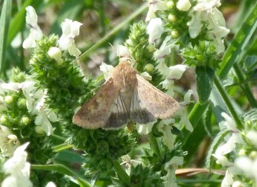 Helicoverpa armigera