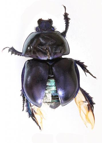 Réf. 191 336 : Trypocopris vernalis
