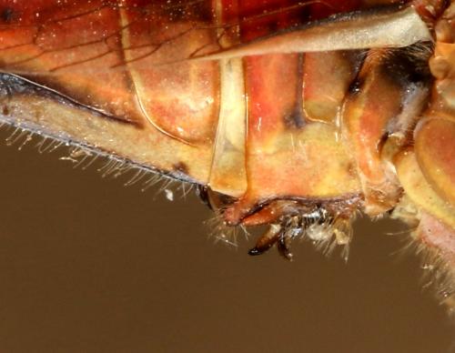 Sympetrum meridionale