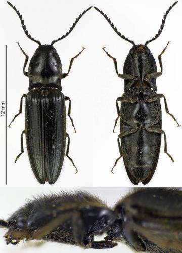 Réf. 191 387 : Hemicrepidius hirtus