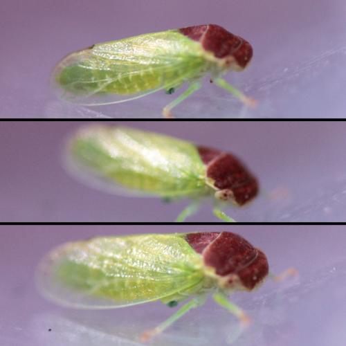Iassus scutellaris