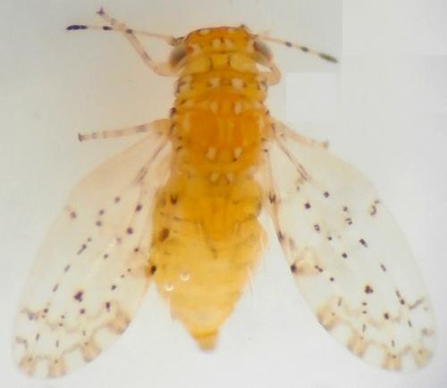 Réf. 191 469 : Agonoscena sp.