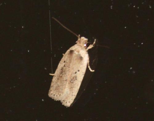 Agonopterix yeatiana