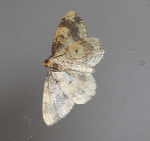 Ligdia adustata