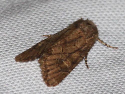 Réf. 191 216 : Luperina testacea