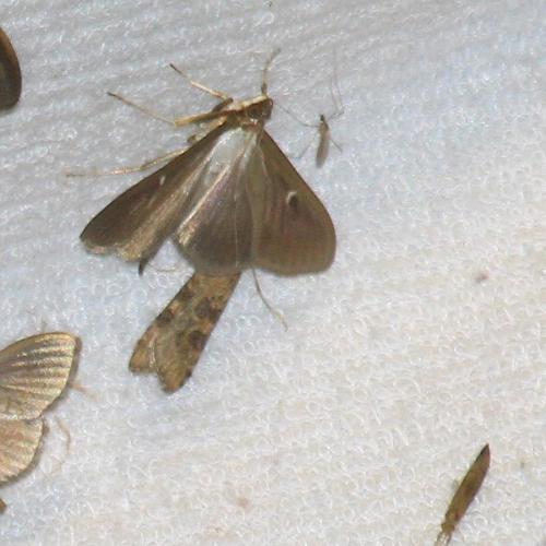 Nomophila noctuella