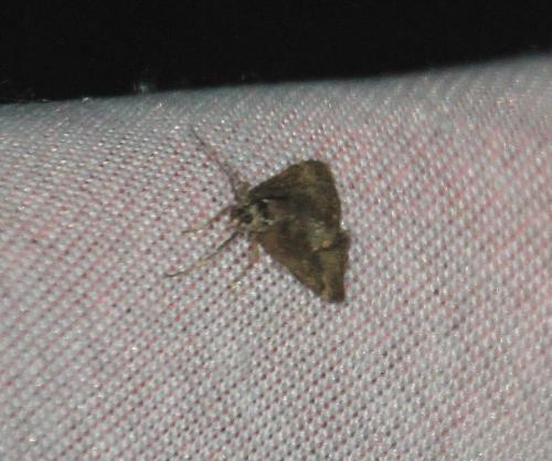 Pyrausta despicata