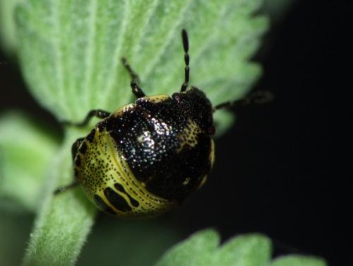 Stagonomus venustissimus