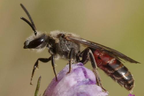 Lasioglossum nigripes