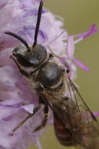 Lasioglossum nigripes