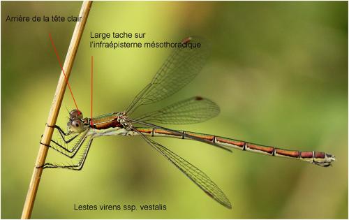 Lestes virens