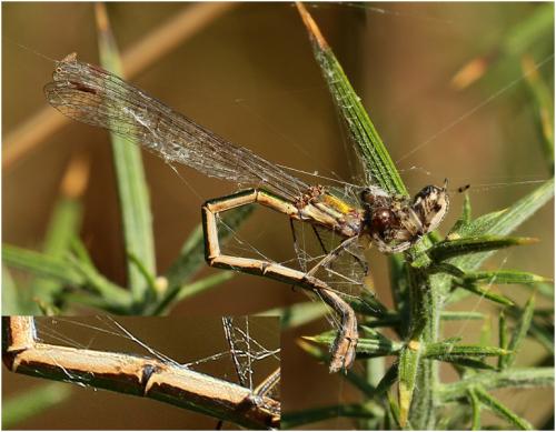 Lestes virens