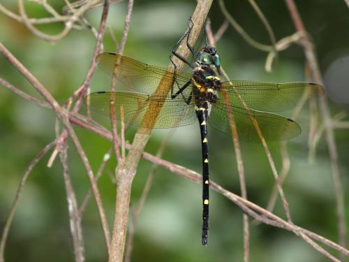 Macromia taeniolata