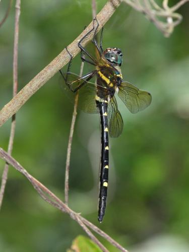 Macromia taeniolata