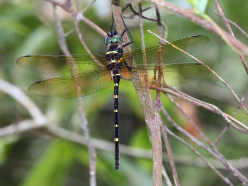 Réf. 191 946 : Macromia taeniolata