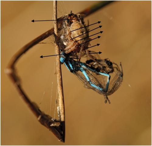 Réf. 191 562 : Larinioides sp.