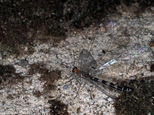 Megistopus flavicornis