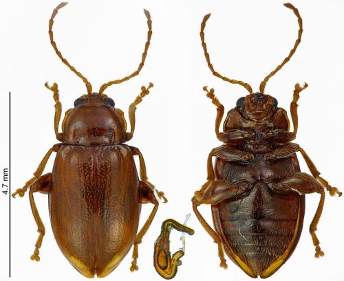 Réf. 191 328 : Neocrepidodera transversa