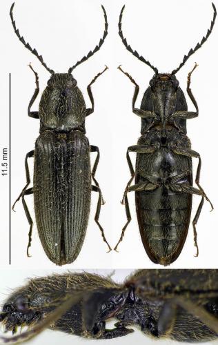 Hemicrepidius niger
