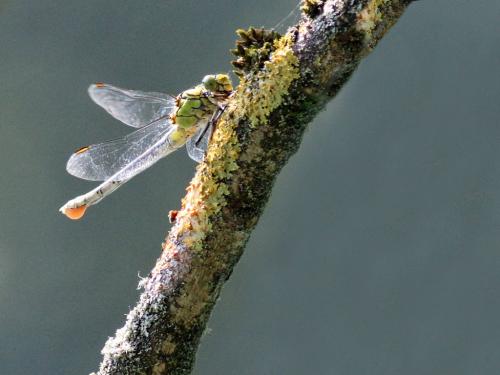Réf. 191 045 : Ophiogomphus cecilia