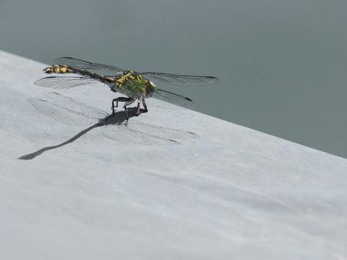 Réf. 191 043 : Ophiogomphus cecilia