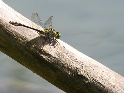 Réf. 191 044 : Ophiogomphus cecilia