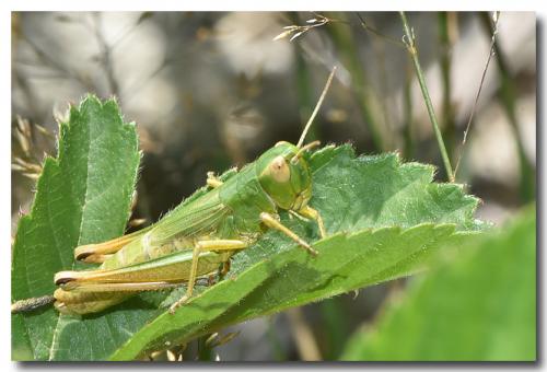 Réf. 191 309 : Pseudochorthippus parallelus