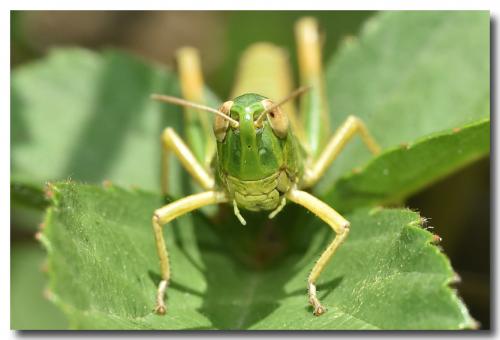 Réf. 191 310 : Pseudochorthippus parallelus parallelus