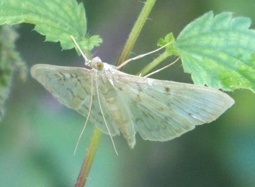 Réf. 191 020 : Pleuroptya ruralis