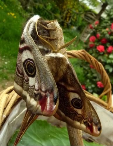 Réf. 191 722 : Saturnia pavonia