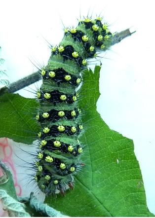 Saturnia pavonia
