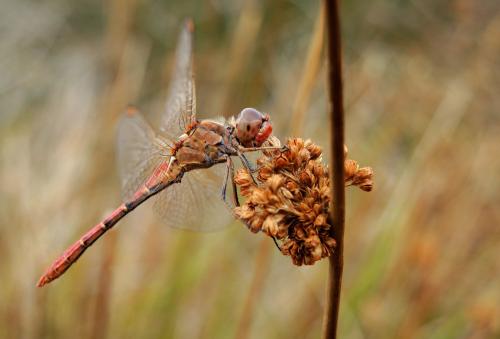 Réf. 191 540 : Sympetrum meridionale