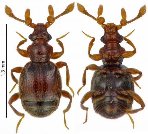 Bryaxis collaris