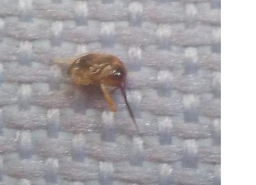 Apis mellifera