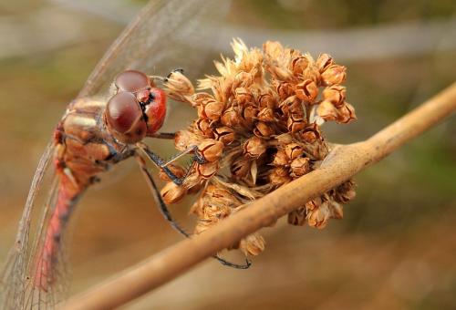 Sympetrum meridionale