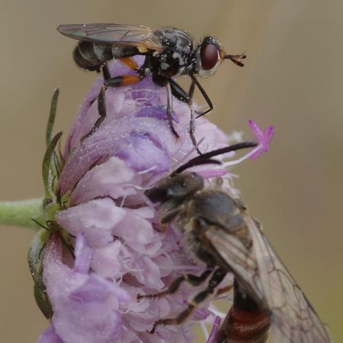 Réf. 191 610 : Thecophora atra