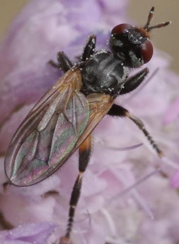 Réf. 191 611 : Thecophora atra