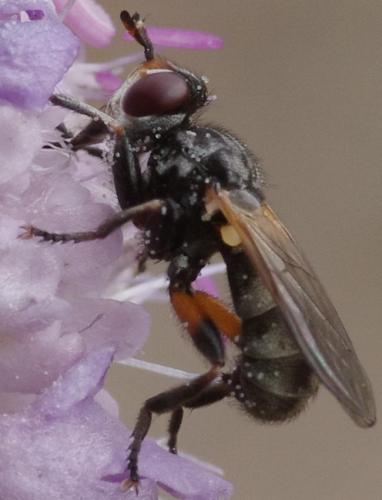 Réf. 191 612 : Thecophora atra