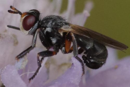 Réf. 191 617 : Thecophora atra