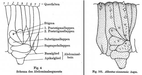 Allantus viennensis