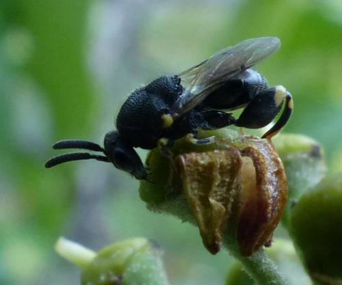 Brachymeria sp.