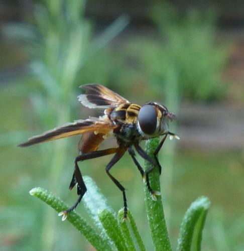 Trichopoda pictipennis